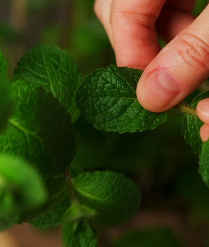 Cuisine_Limonade_01_desktop